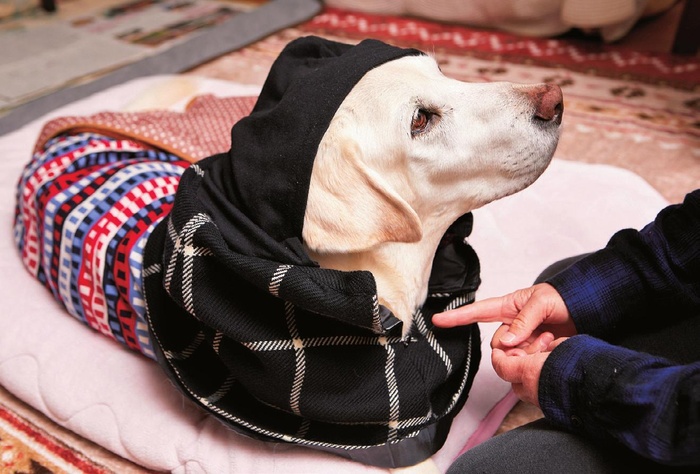 Remake Lovers Stories クーガの服を作りたい その思いが服作りの原点 Mahalo Wan 井上昭江さん クーガ 13歳 Kono 電子雜誌