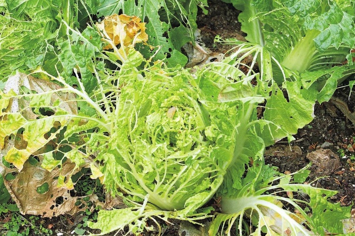 有機の家庭菜園の 落とし穴 3年目の悲劇とは Kono 電子雜誌 有機の家庭菜園の 落とし穴 3年目の悲劇とは Kono 電子雜誌
