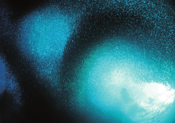 ソルトワールド水族館 Kono 電子雜誌