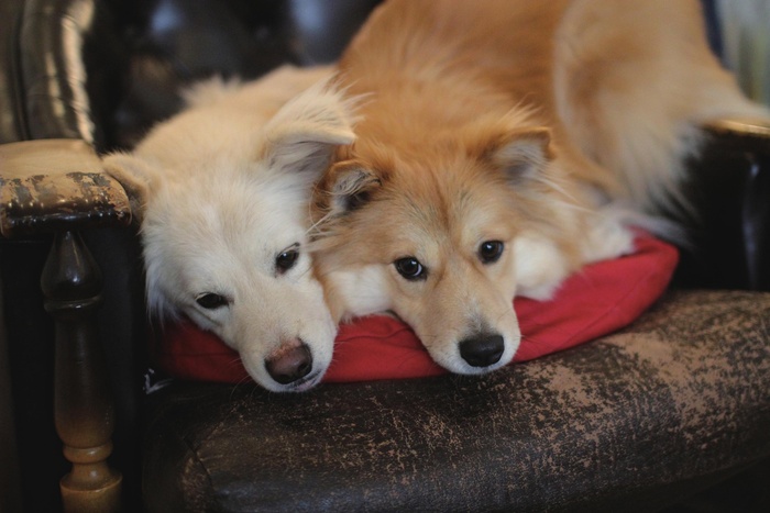 穴澤賢の犬飼いから見た猫の不思議 Kono 電子雜誌 穴澤賢の犬飼いから見た猫の不思議 Kono 電子雜誌