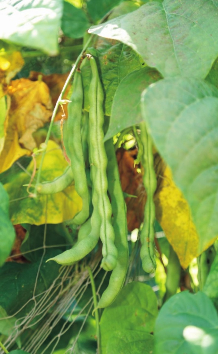 02 インゲン Kono 電子雜誌