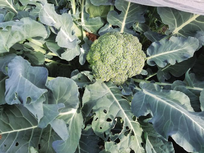 ブロッコリー 倒伏がいちばんの問題 Kono 電子雜誌