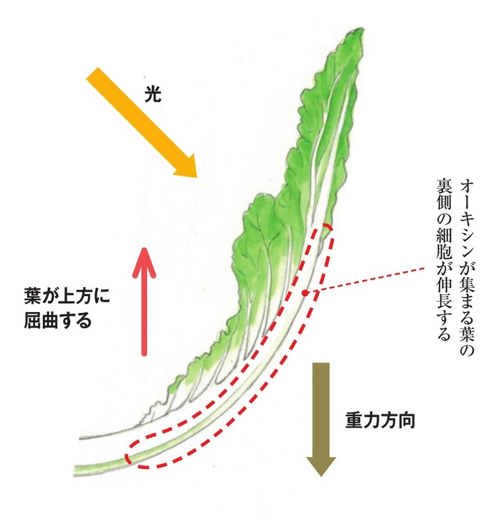 Q A 秋冬野菜垂直仕立て栽培の始め方 Kono 電子雜誌 Q A 秋冬野菜垂直仕立て栽培の始め方 Kono 電子雜誌