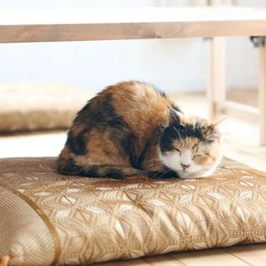 ねこ 2026/夏季號 第135期 | 電子雜誌線上看